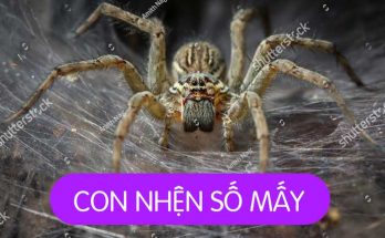 Con Nhện Số Mấy
