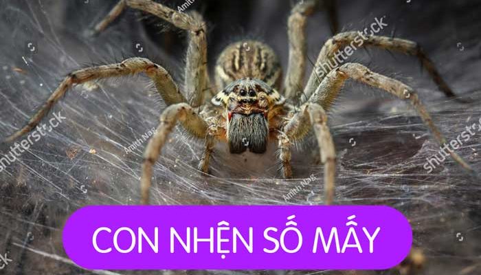 Con Nhện Số Mấy